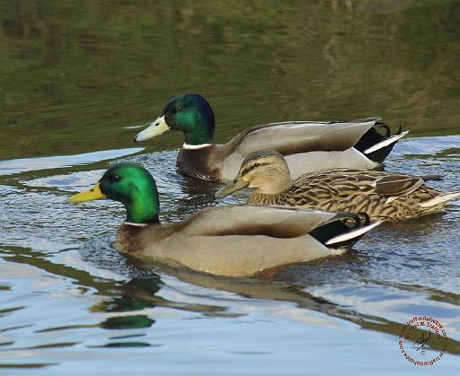 Mallard 9R005D-101.JPG